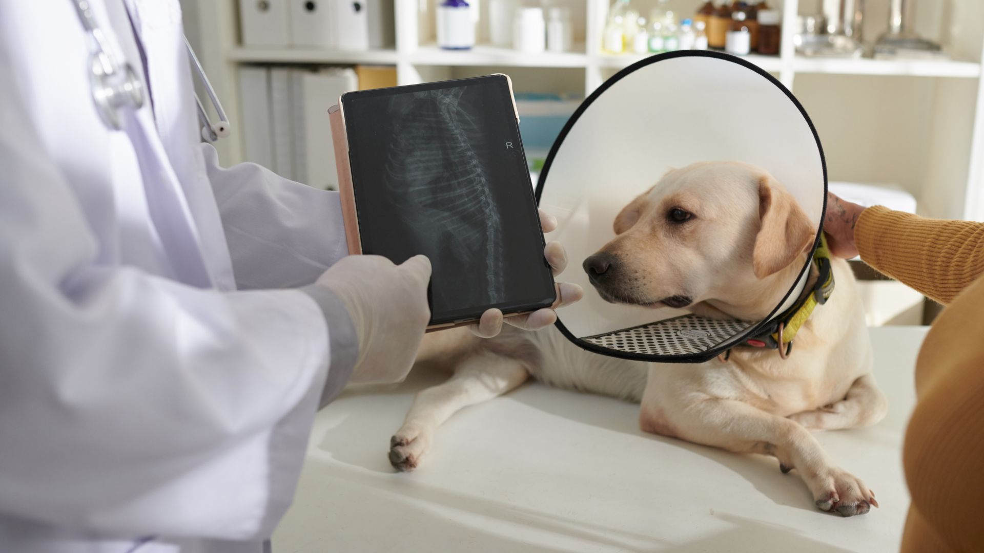 veterinarian seeing dog's ct scan