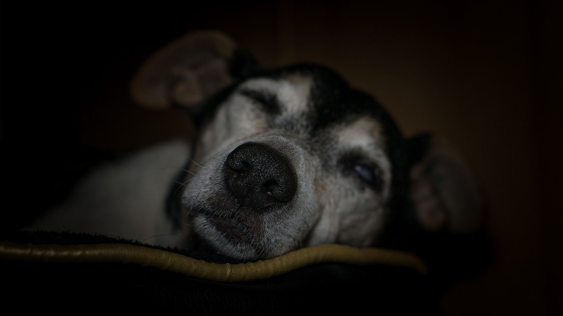 old sick dog sleeping