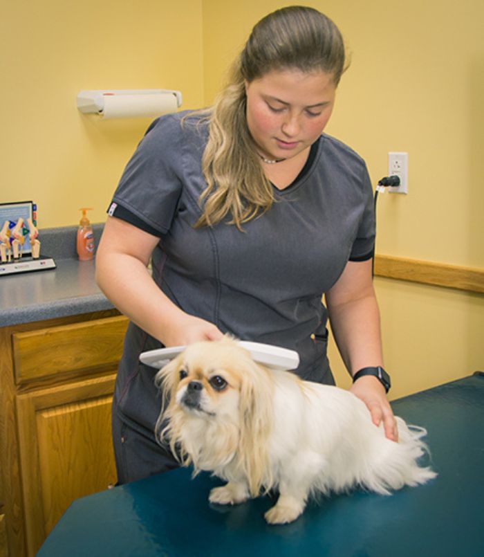veterinarian scanning microchipped dog
