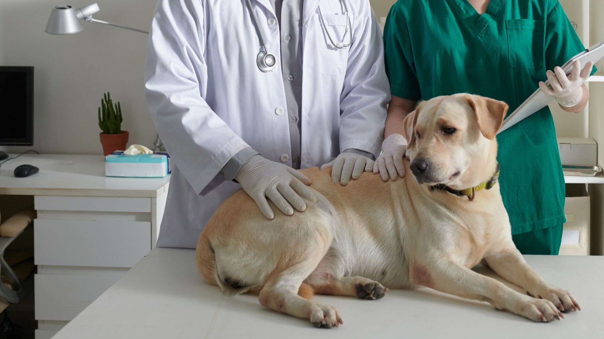 veterinarian checks the dog