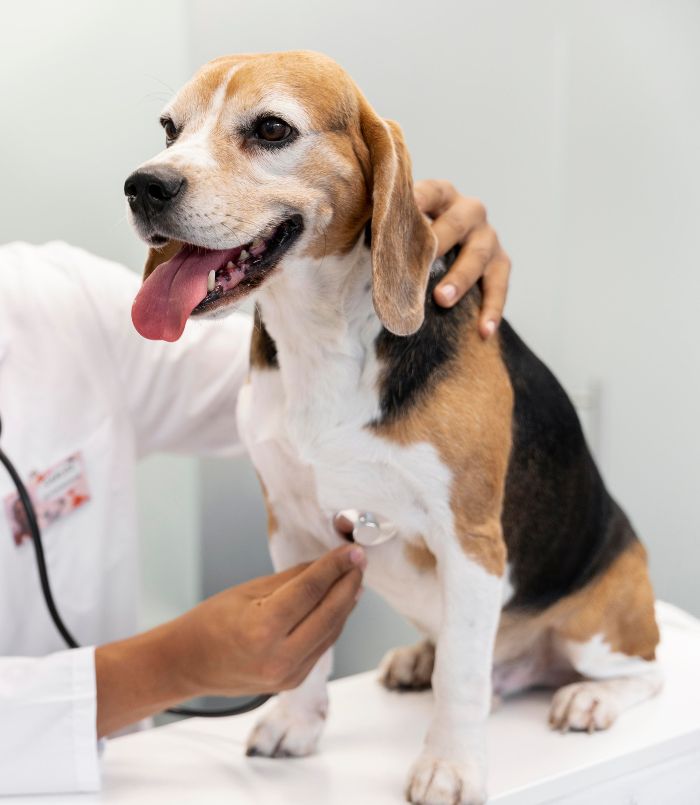 veterinarian examining pet