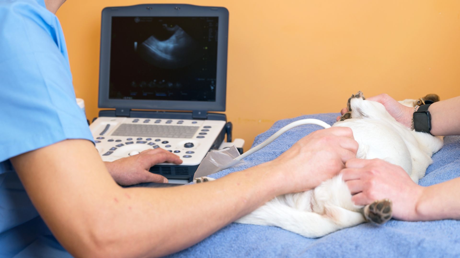 Photo veterinary teamwork makes an ultrasound examination of a cat. cat on ultrasound diagnosis in a veterinary clinic.